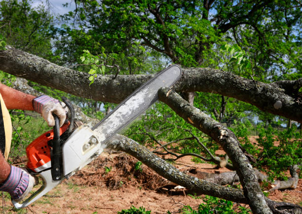 Professional Tree Service in Smithfield, VA